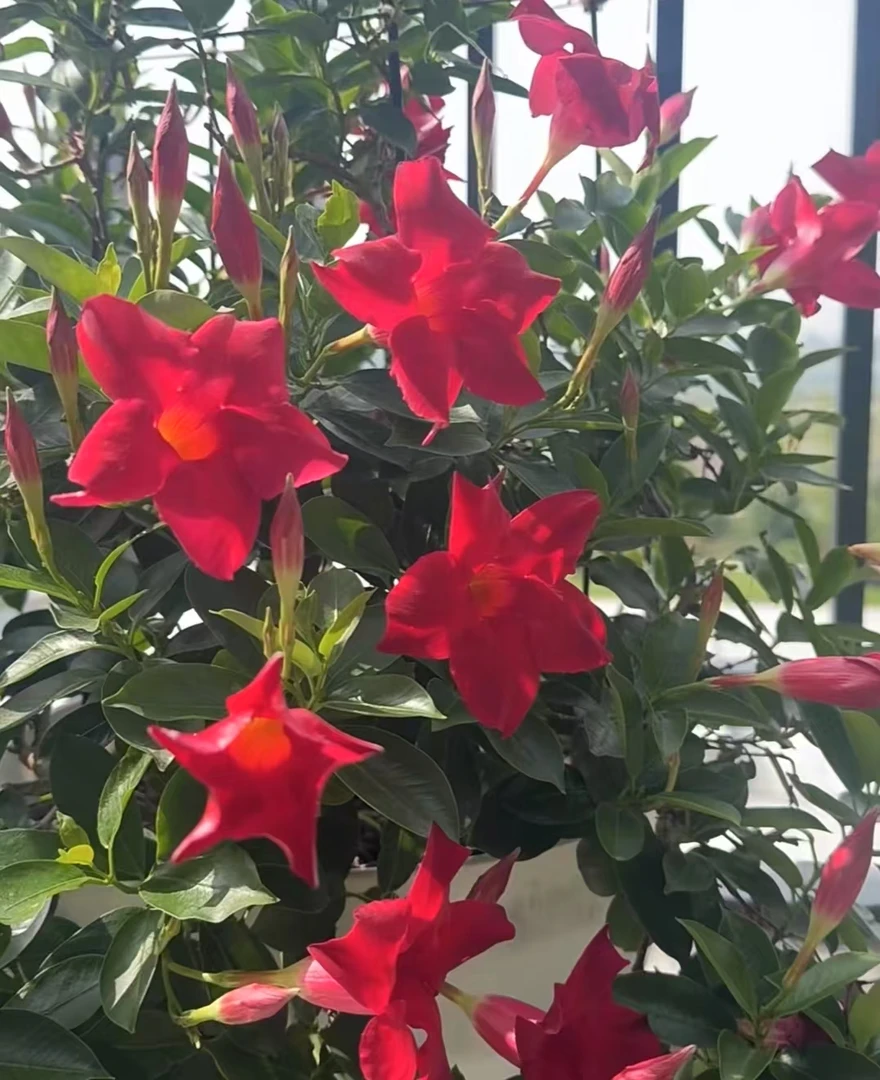 【飘香藤】 耐热耐旱花 新手易养护  阳台庭院季节开花盆栽