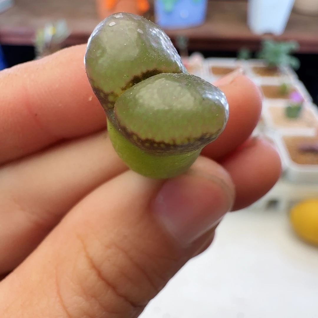 紫罗兰瑕疵福利价介意慎拍874