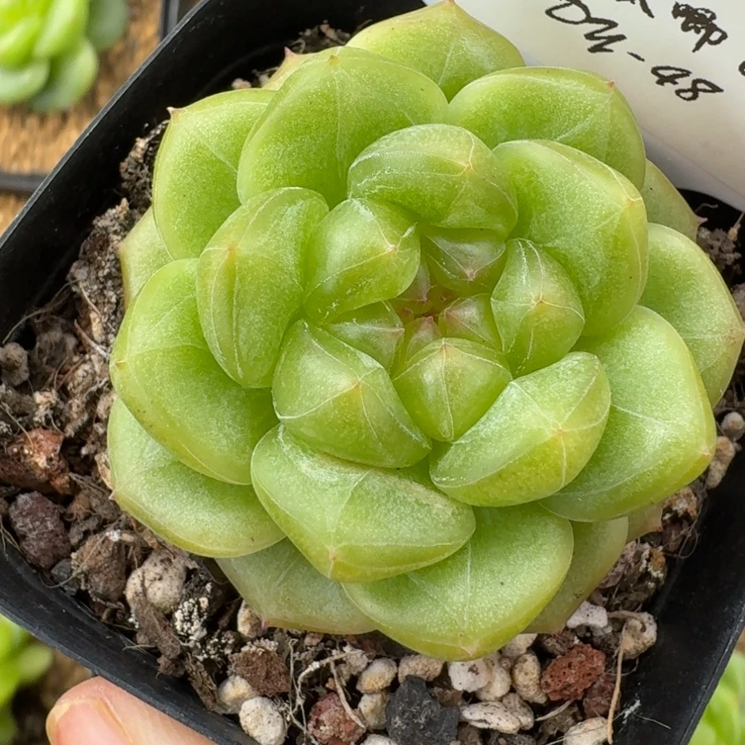 0815-48-晴岚2单头