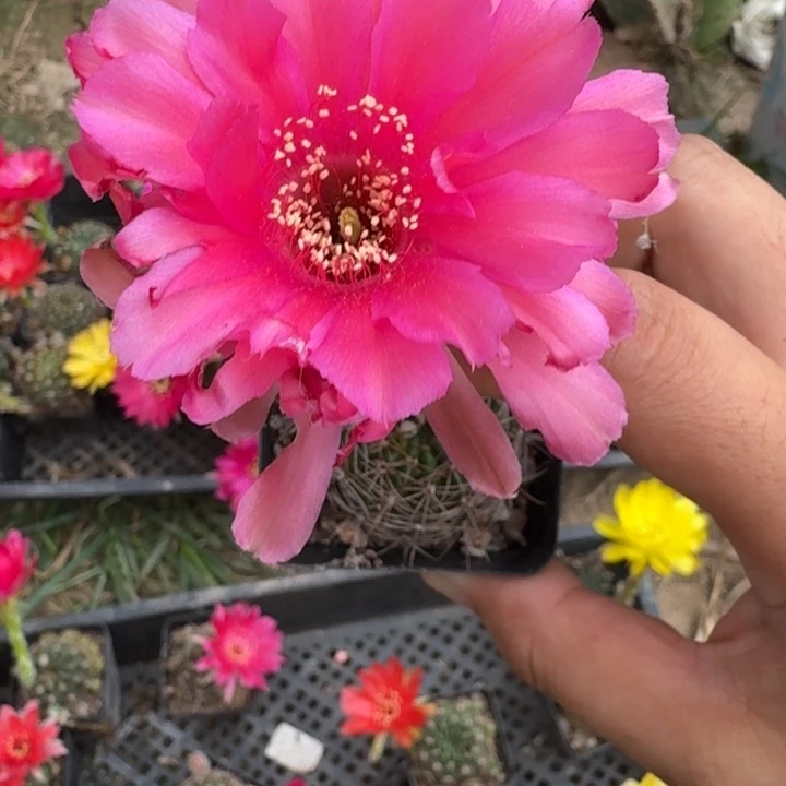 234丽花根掰花脱土发货瘦软伤