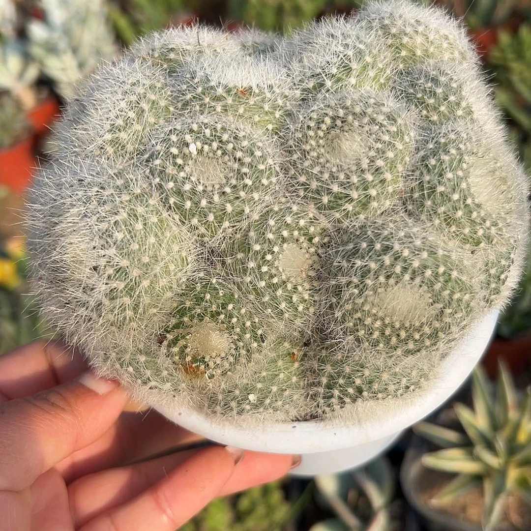 多肉植物白三光群