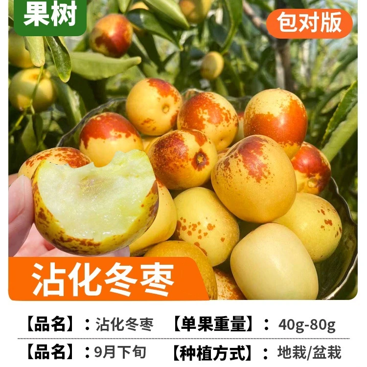 冰糖枣枣树活苗脆甜冬枣苗南方北方种植嫁接果苗盆栽地栽果树果苗