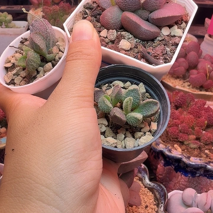 6***1一物一拍，感谢支持