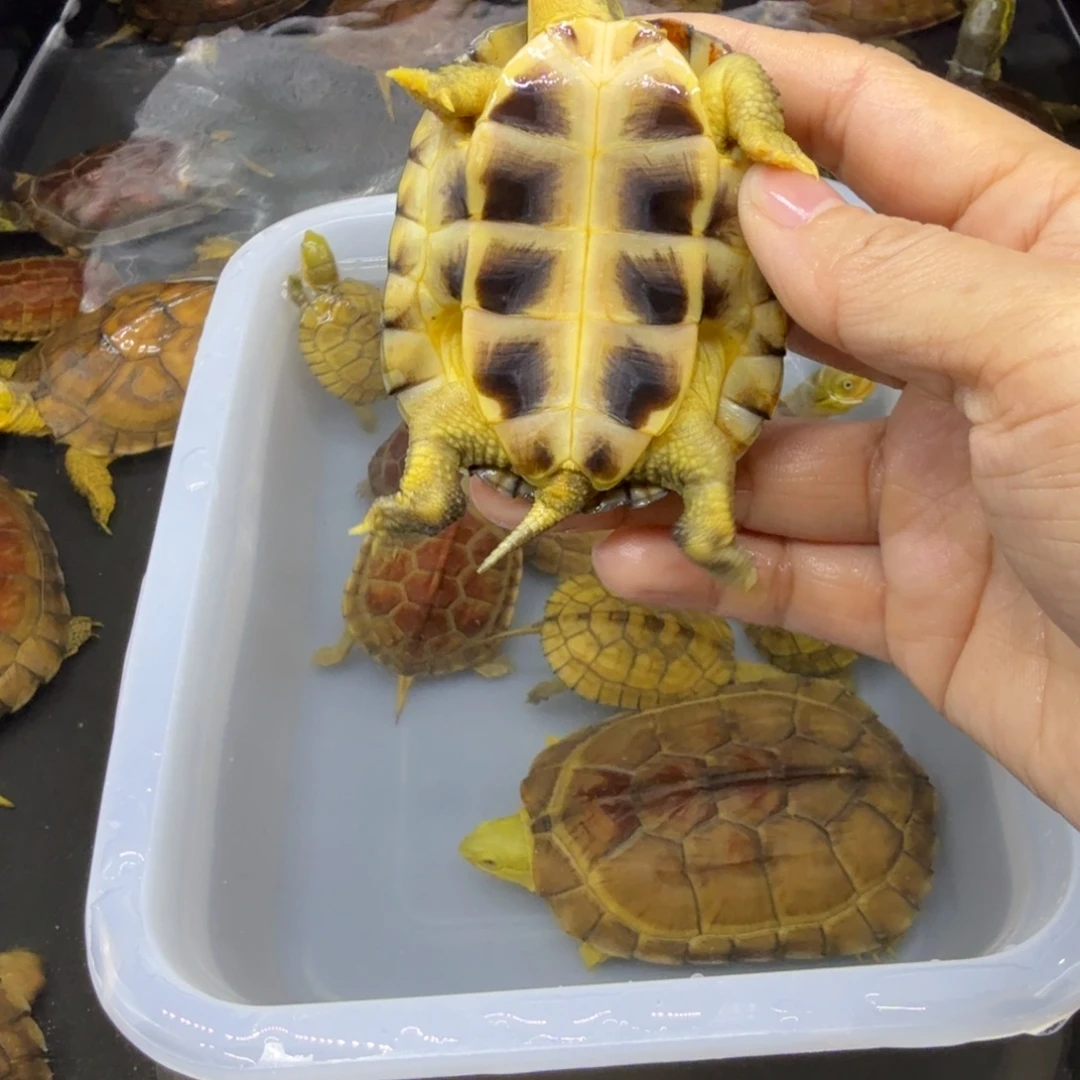 遇***海宠物龟公母搭配微瑕背甲7.1