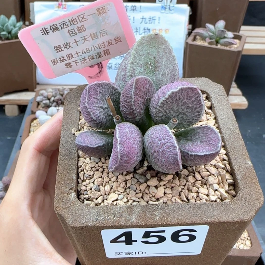 456哈莫猪肝多肉