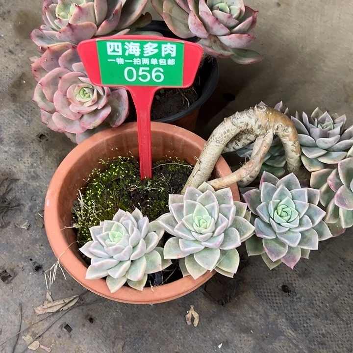 奶***）哈利多肉植物纤维056