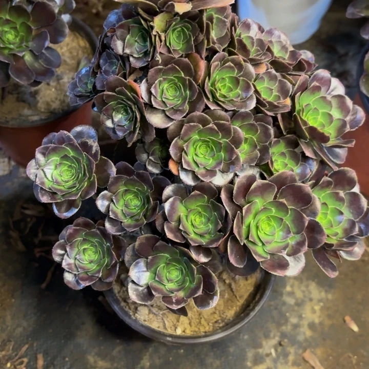 原叶灰法师多肉处理不包断头2820