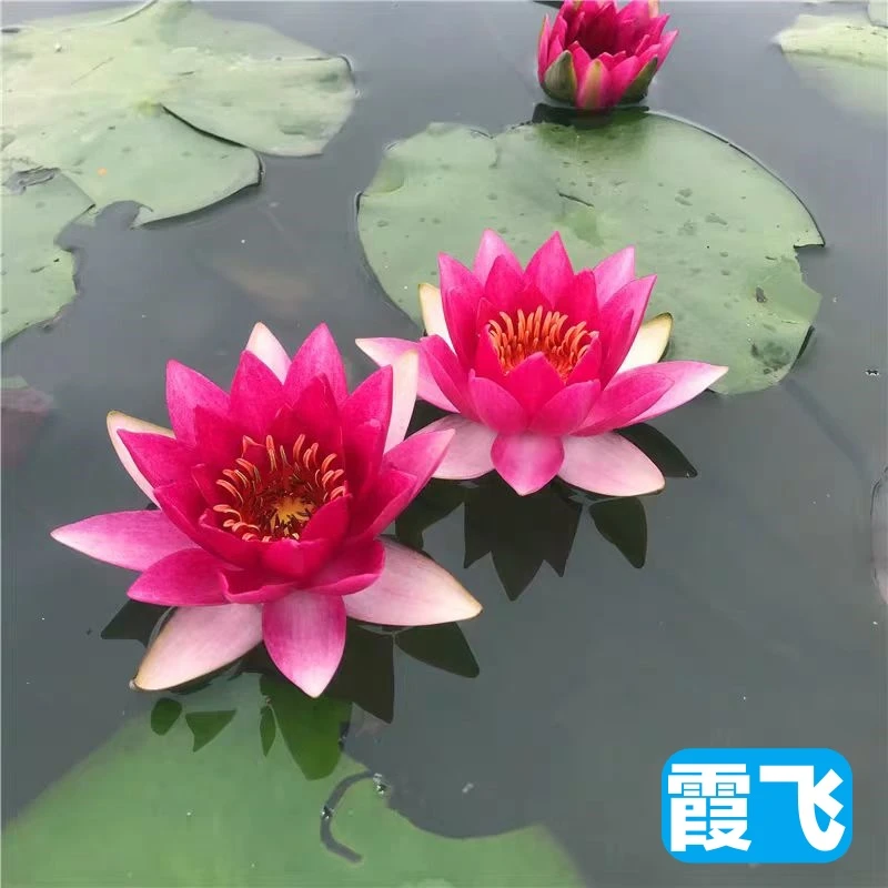 霞飞 中小型 耐寒睡莲带花苞水培植物适合鱼缸水池庭院不漏水容器