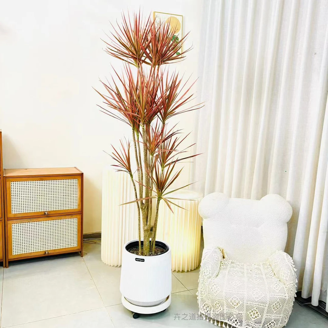 千年木马尾铁室内绿植办公室盆栽客厅植物好养易活