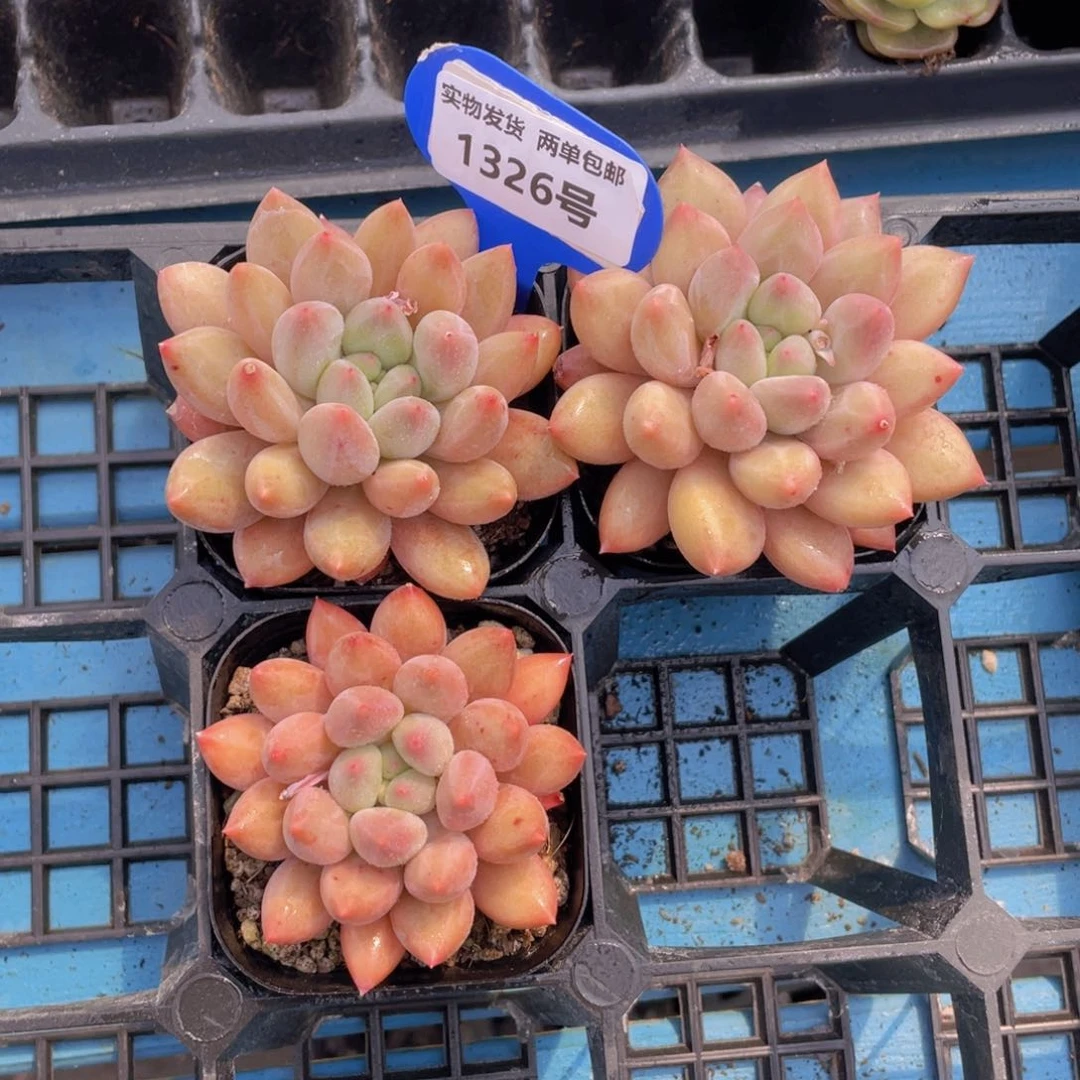 1326号 黄金车厘子单头一个