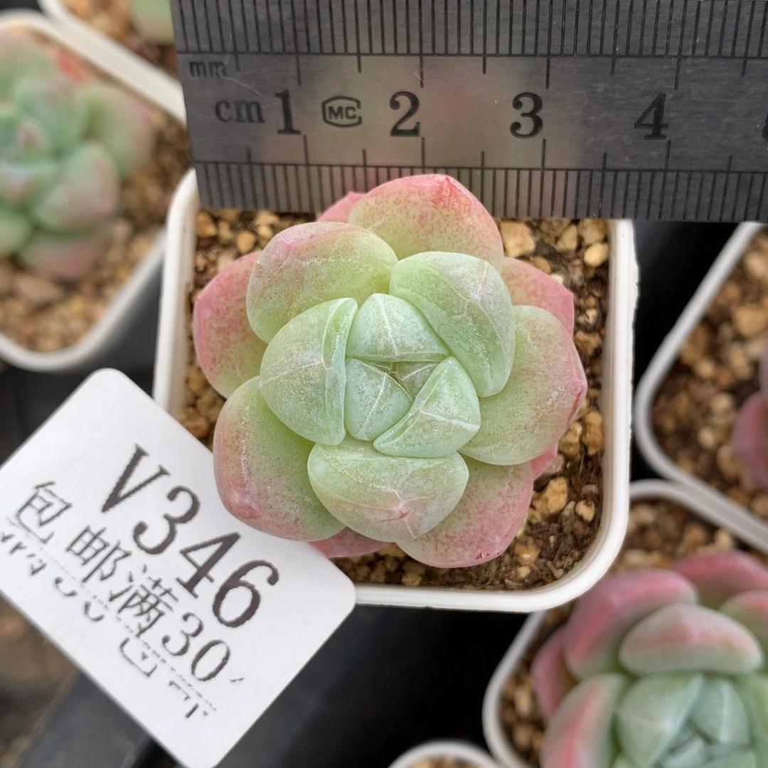 346。透体糖心冰玉。小鼻嘎。
