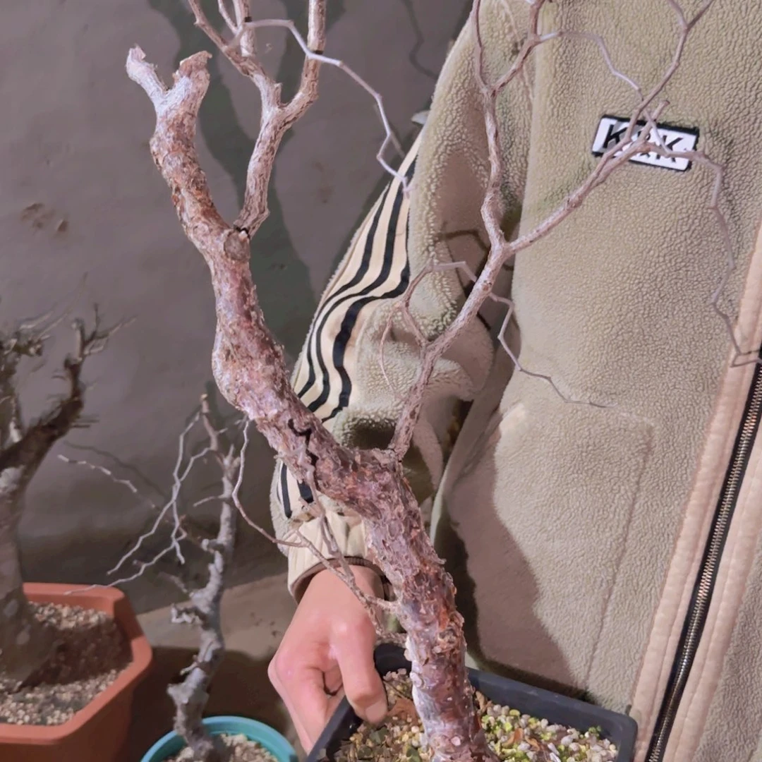 W***r块根植物块根植物