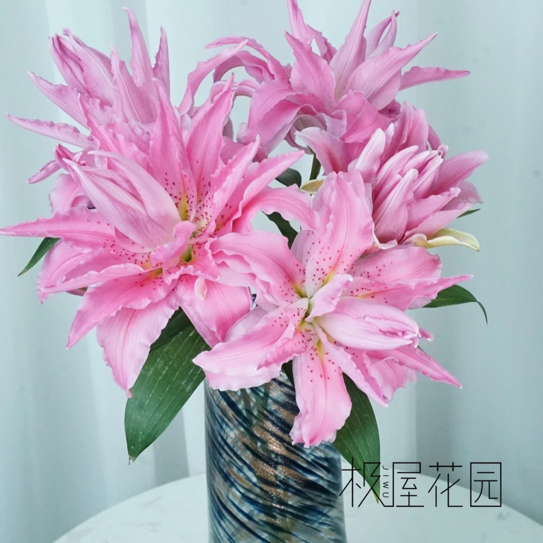 必种百合云南昆明基地重瓣百合种球【美好回忆18/20cm】，当年开花