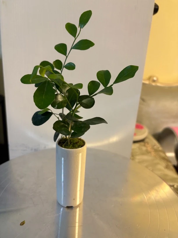 九里香微盆栽，小巧玲珑