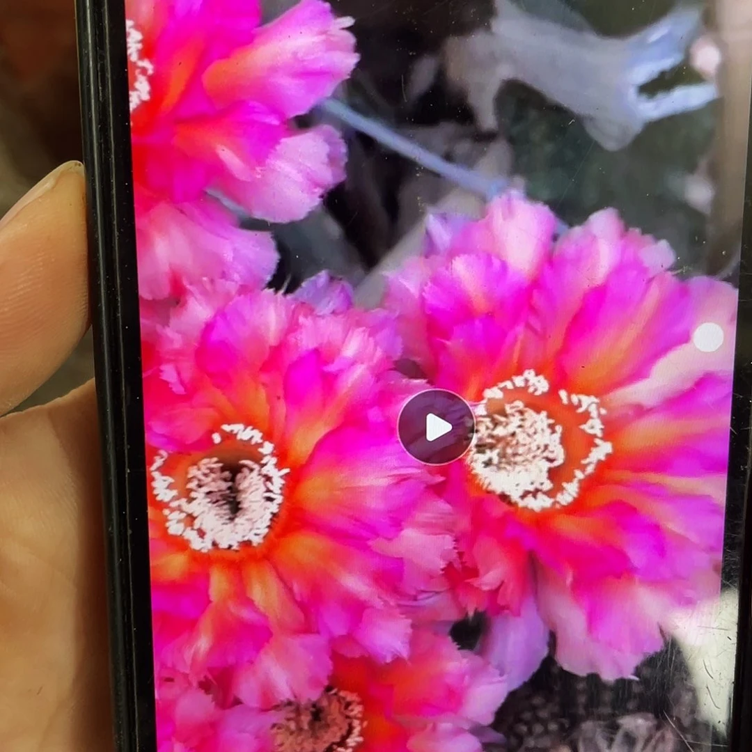 彩云自根球7公分左右带盆土
