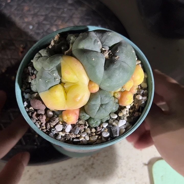 无花朵子吹2111122223333