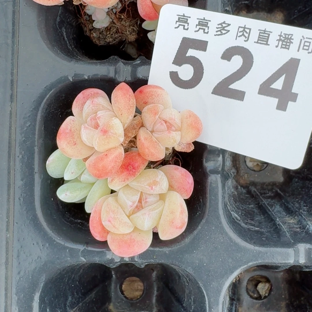 小脸冰玉      愿你一路坦途，乘风破浪展宏图