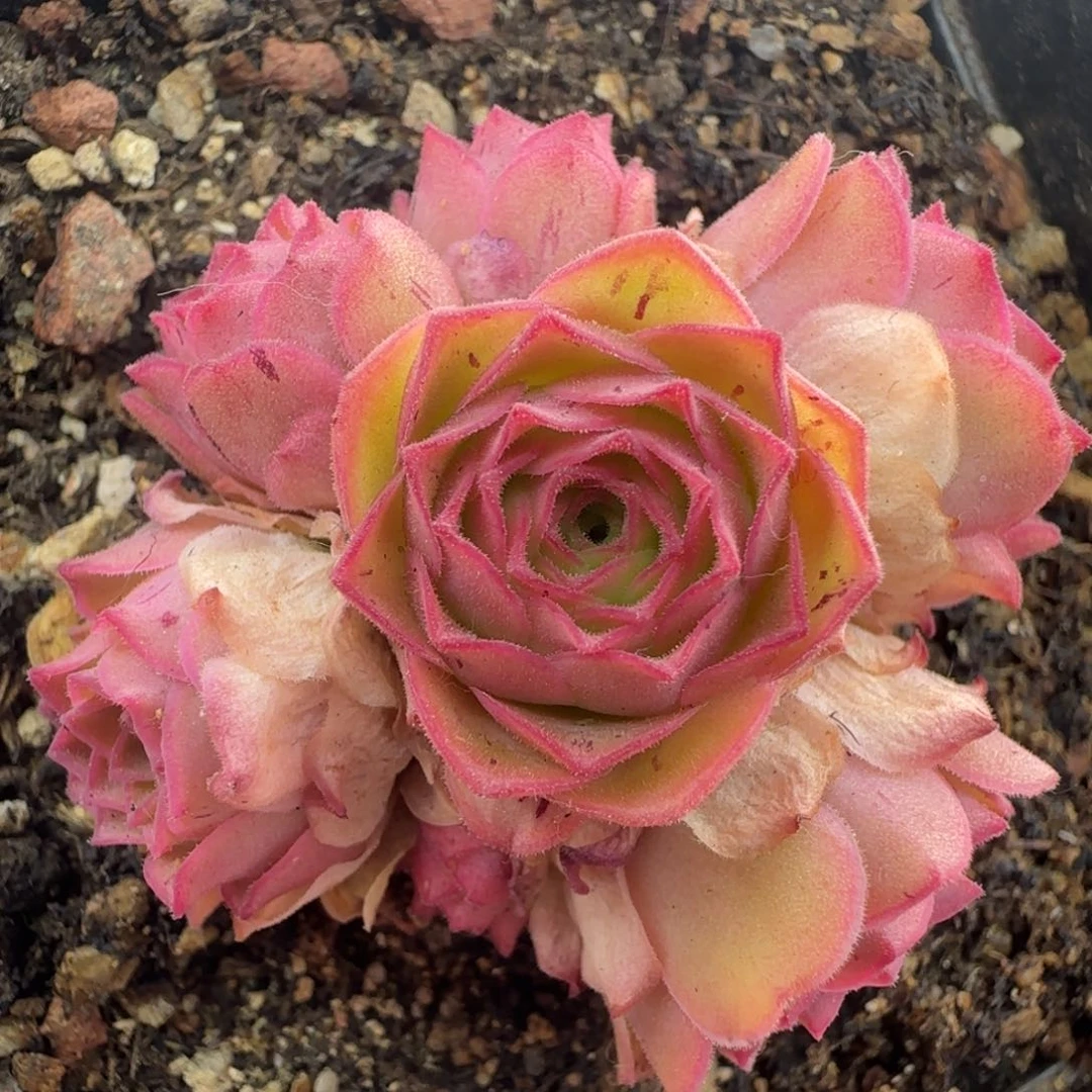 Y768半城玫瑰金色梦影