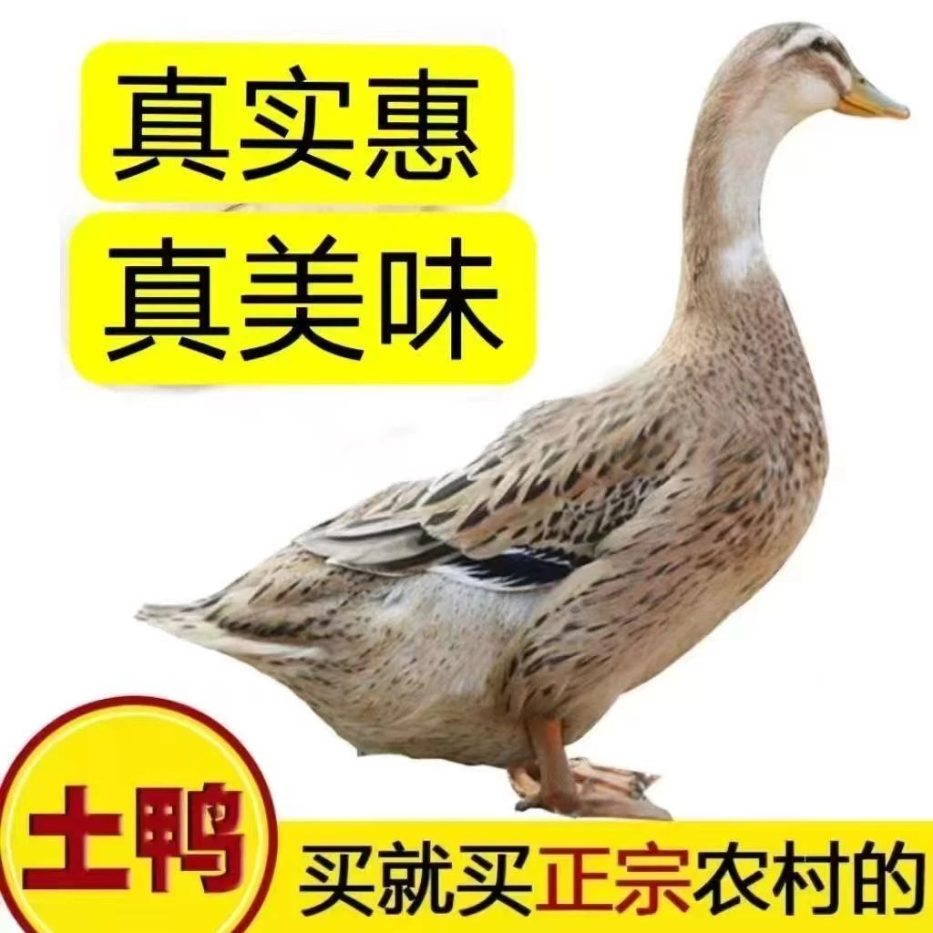 买二送一到手3只农家土鸭新鲜宰杀五谷喂养无掌翅无内脏【顺丰】