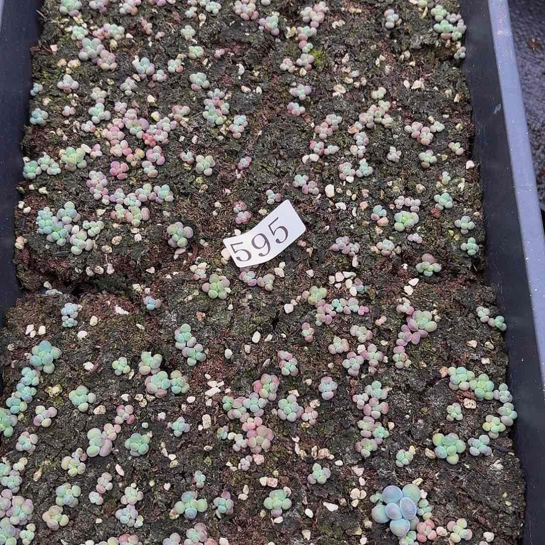 多肉植物多肉植物595