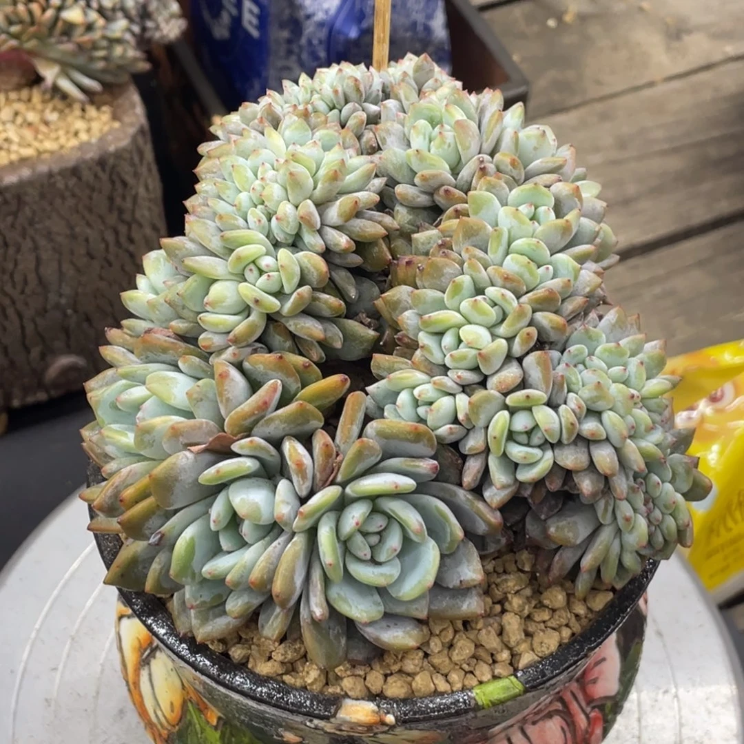石榴子星影缀化19个分头带缀