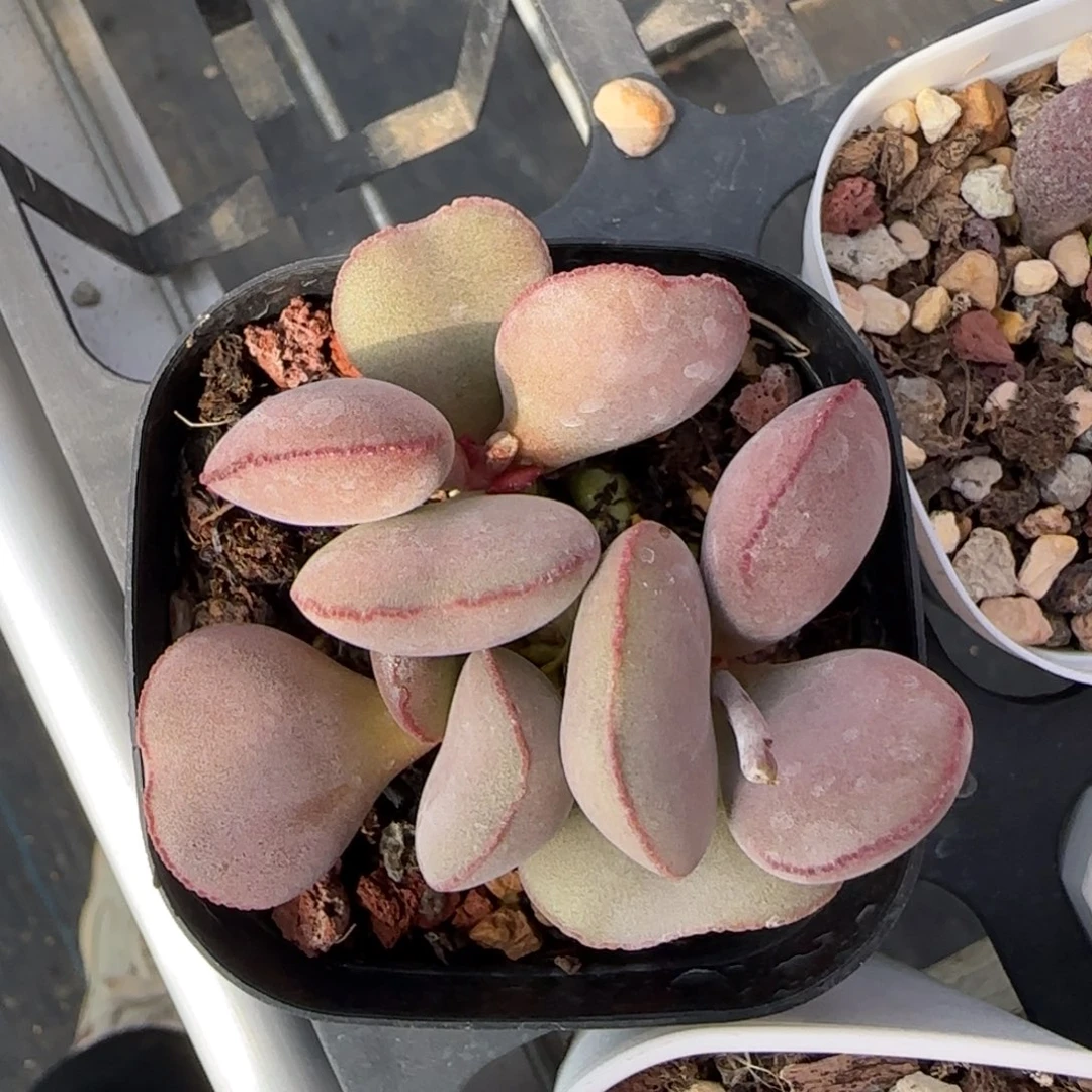 白肌红蛋多肉水泡