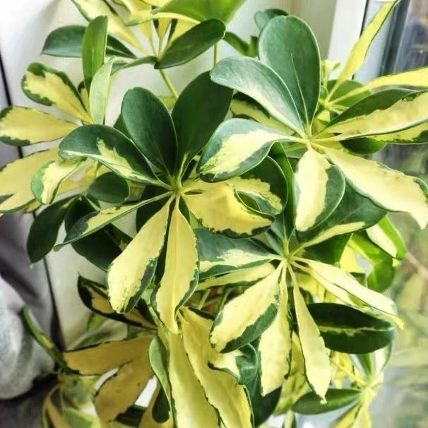 花叶苔藓球鸭脚木