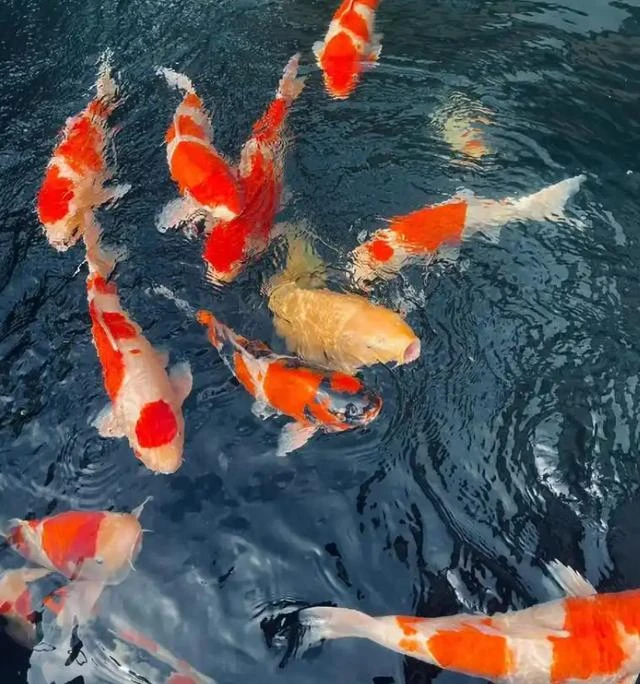 精品血统锦鲤一尾