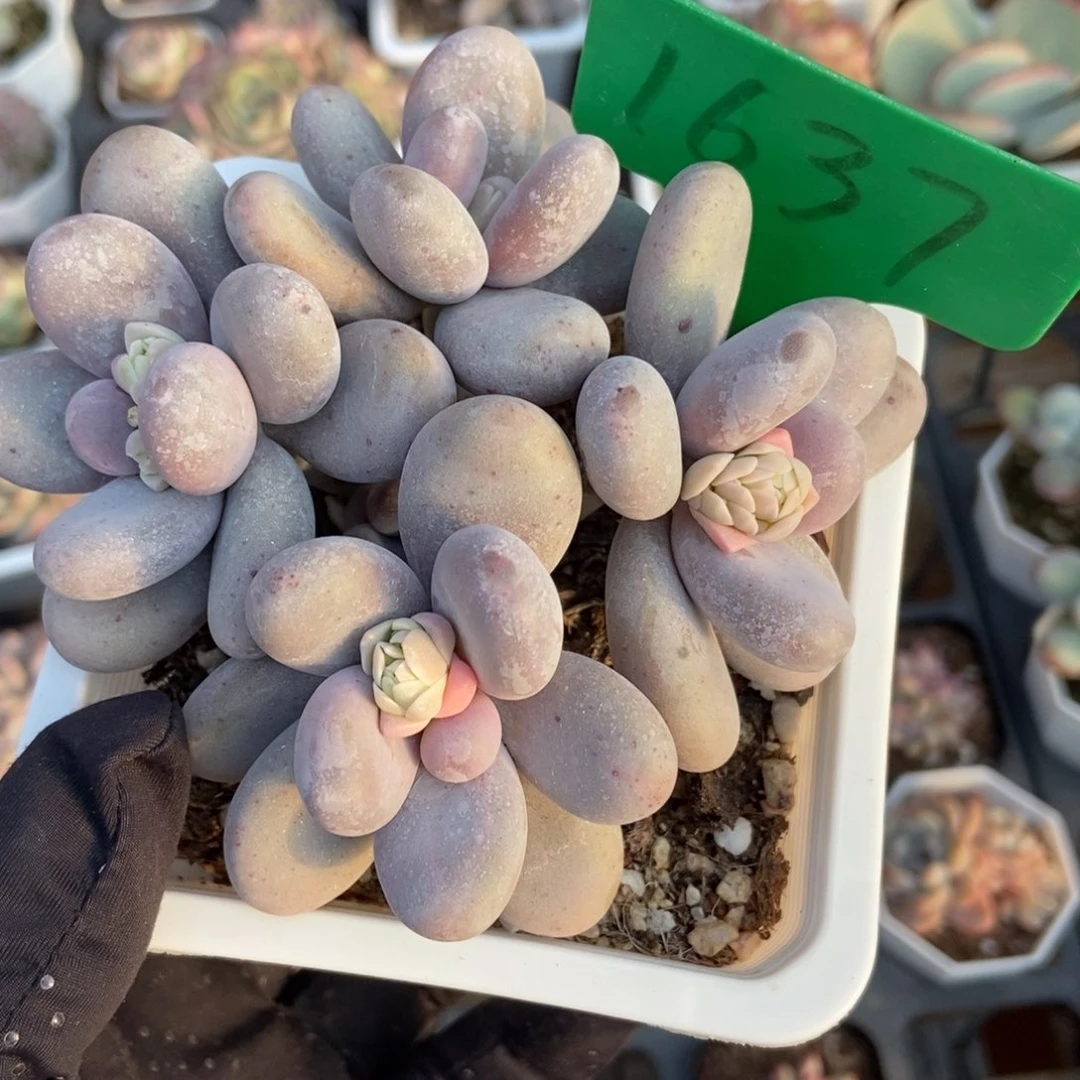 1637奶酪多肉植物