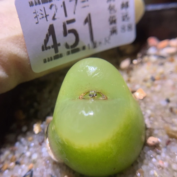 精品生石花217.451