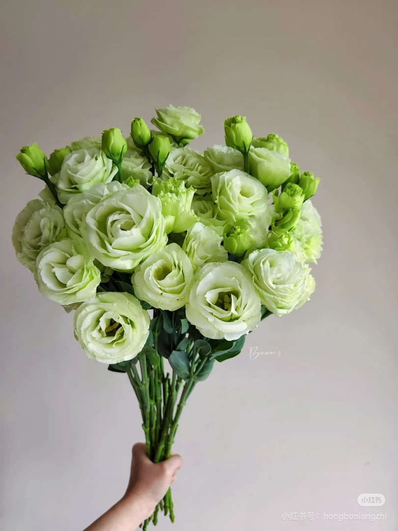 云岭绿色洋桔梗基地种植现采现发