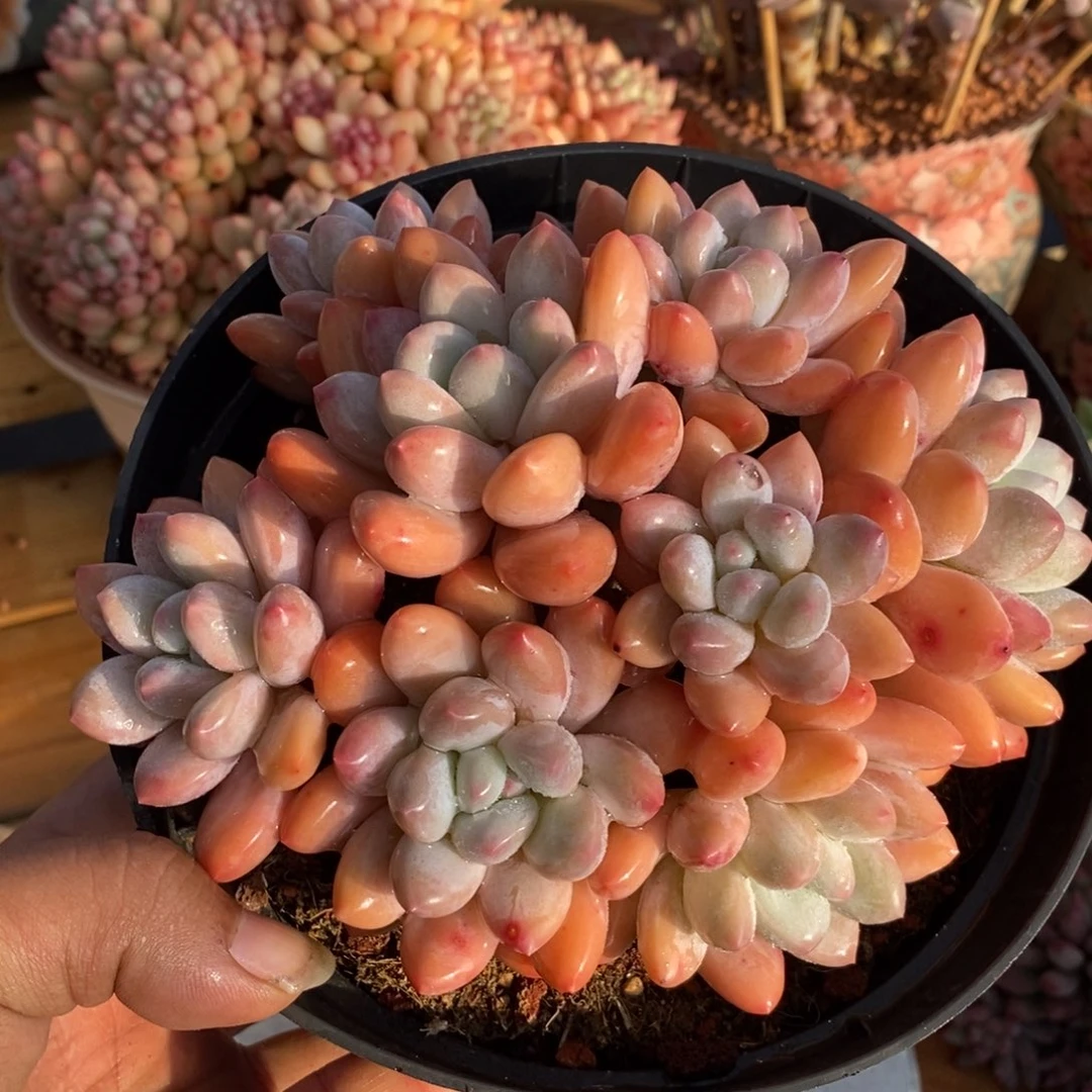 香水老庄多肉植物