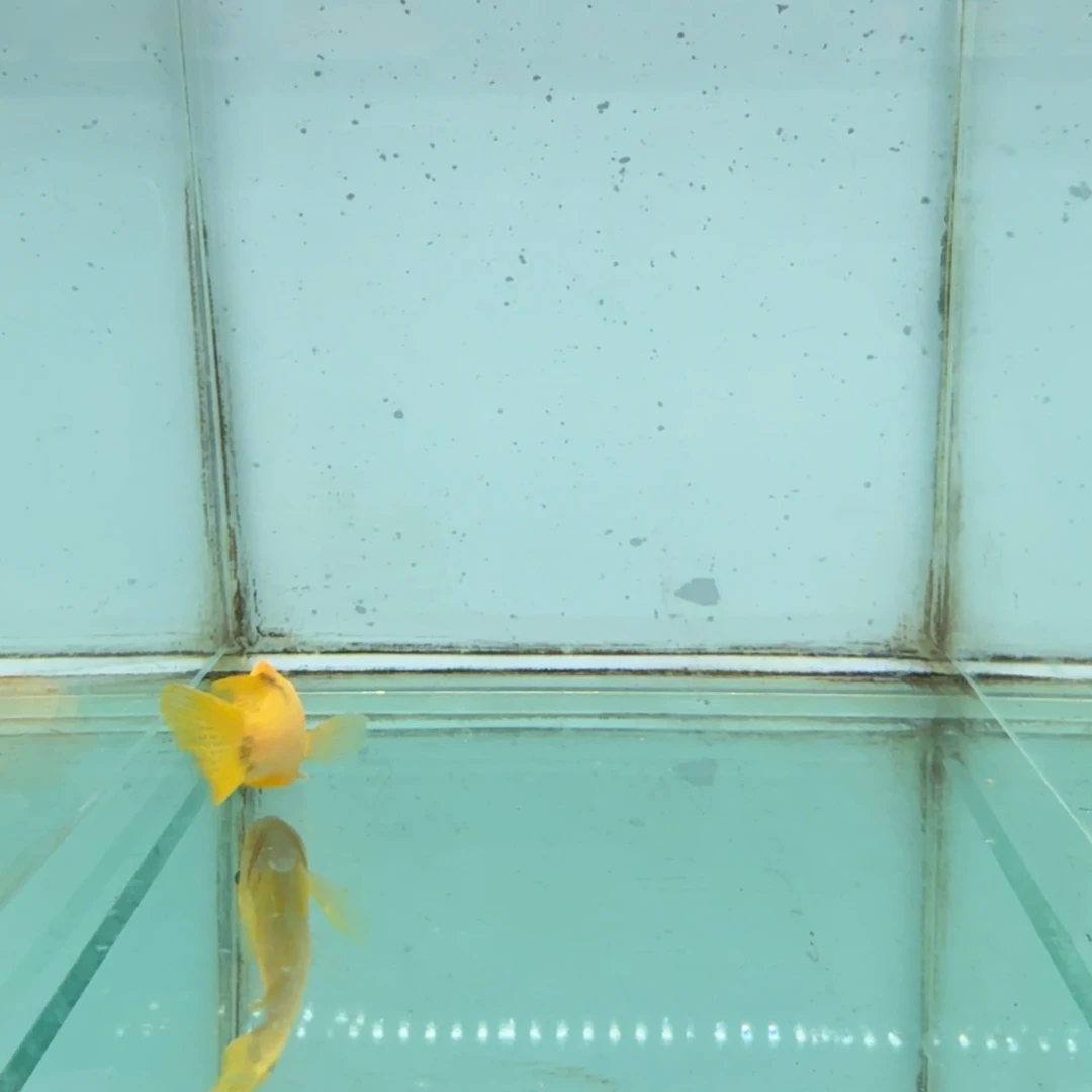 众***苦海水1041黄金斑马Mac.