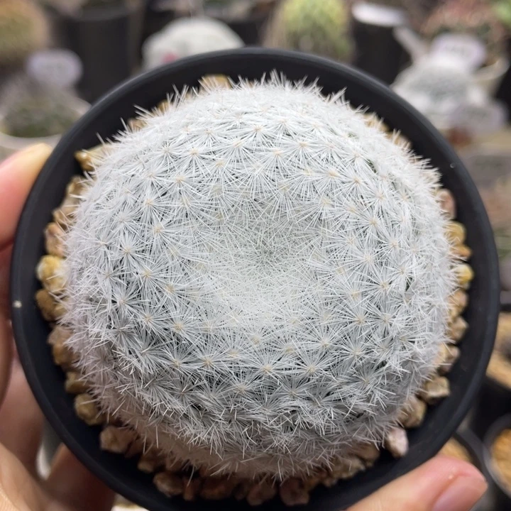 立刺春星         实生根