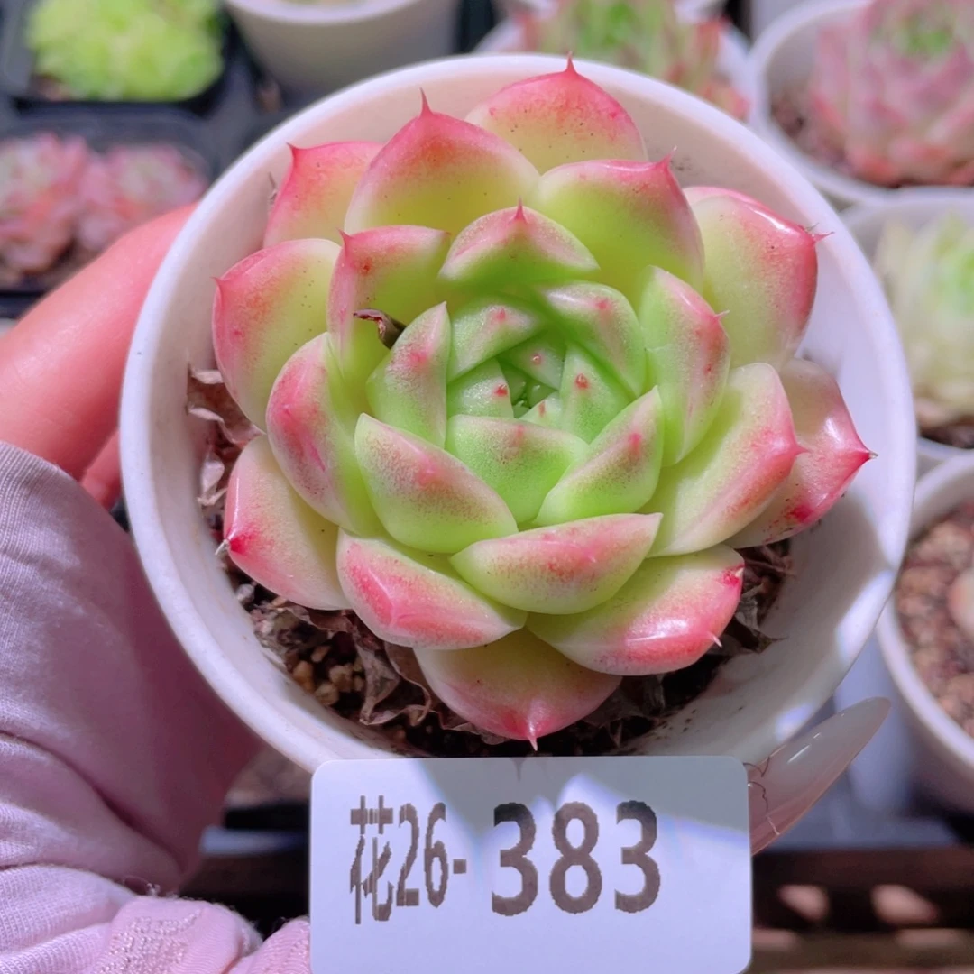 花利美26-383麦秆