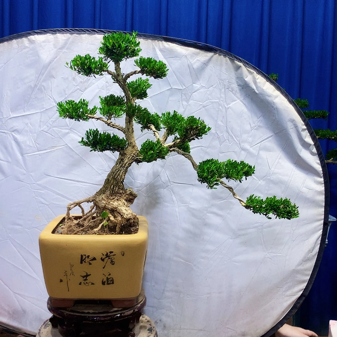 无花朵黄杨盆景一物一拍