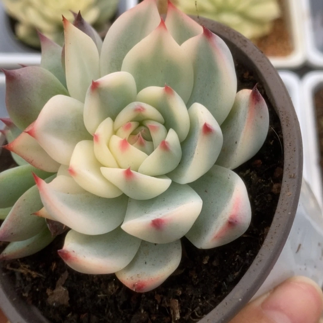 297锦锦锦锦锦锦锦锦锦