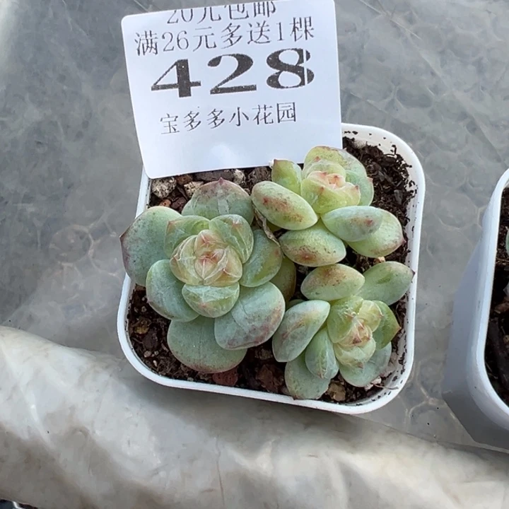 428号量拍多肉满20元包邮满26送一颗