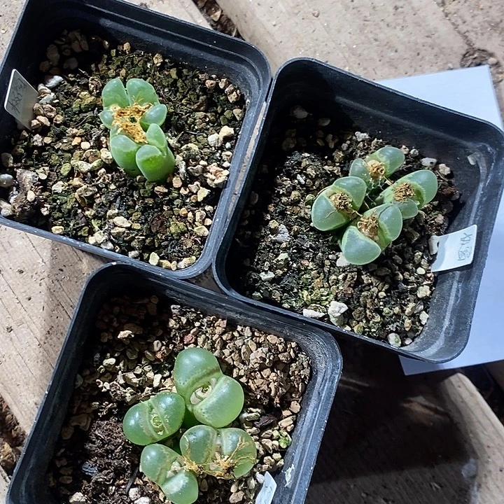 27350。   极窗四头群生带盆。一盒。