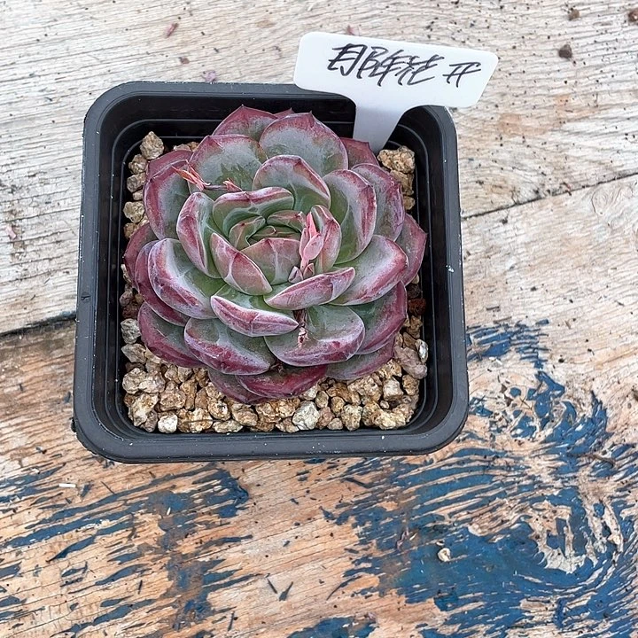 多肉那年花开夜魔侠