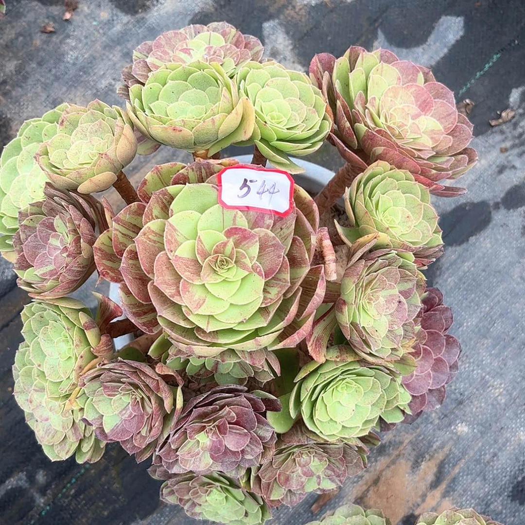多肉植物544号多肉植物