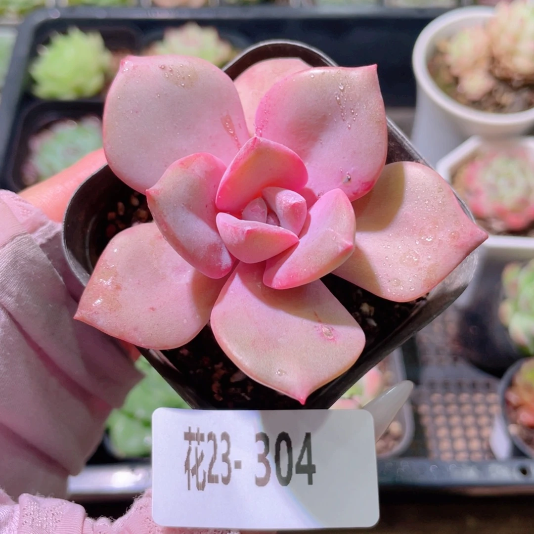 花利美23-304彩虹糖