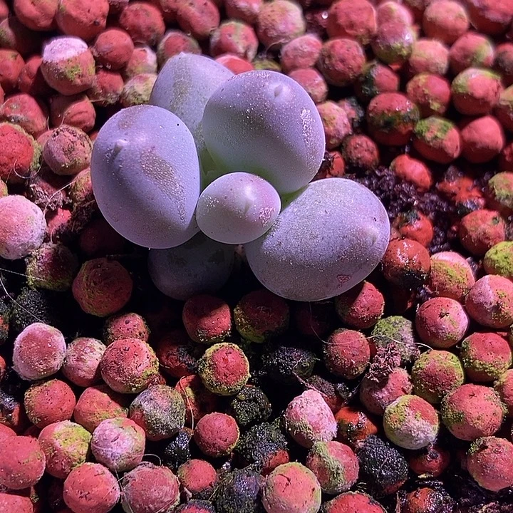 屁桃奶酪多肉植物