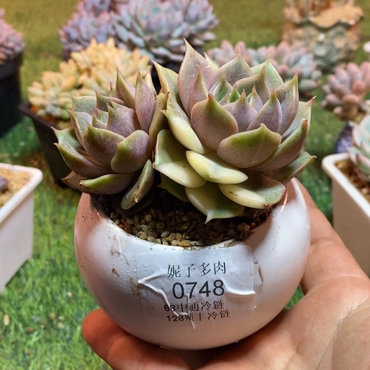 0748啊啊啊啊啊啊啊啊啊