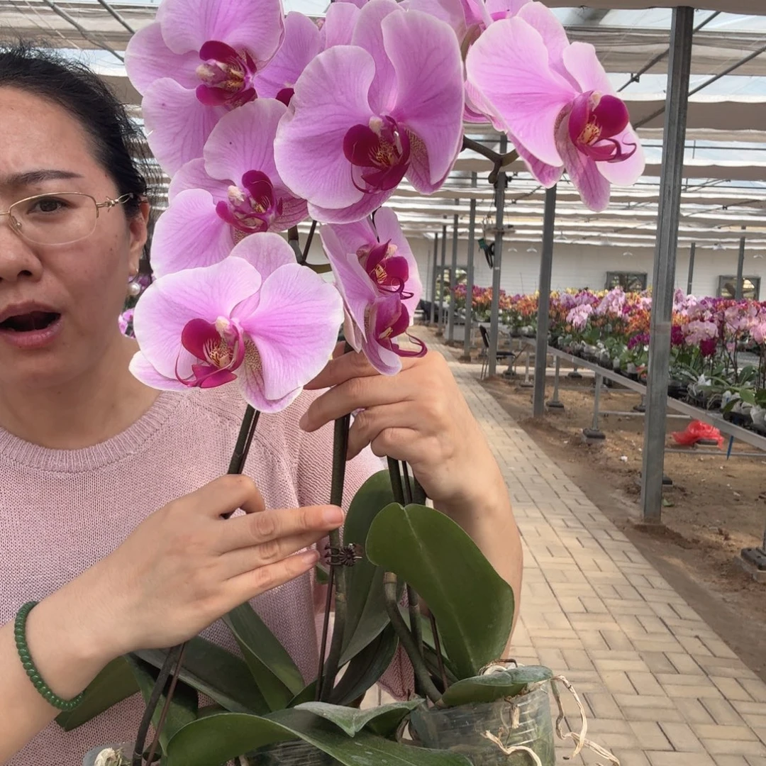 完全开放粉花紫心4颗组合