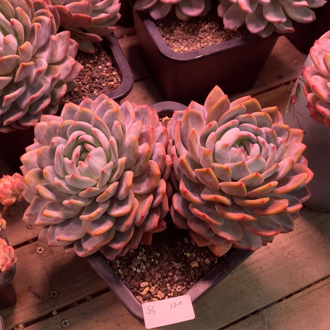 胡***猫橙子双头新年快乐（Ss