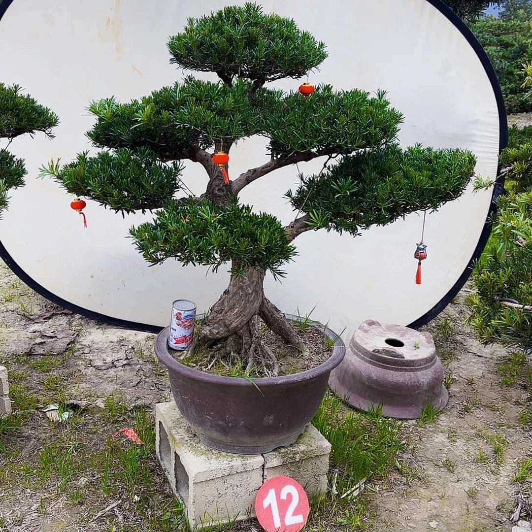 无花朵精品小叶雀舌罗汉松盆景