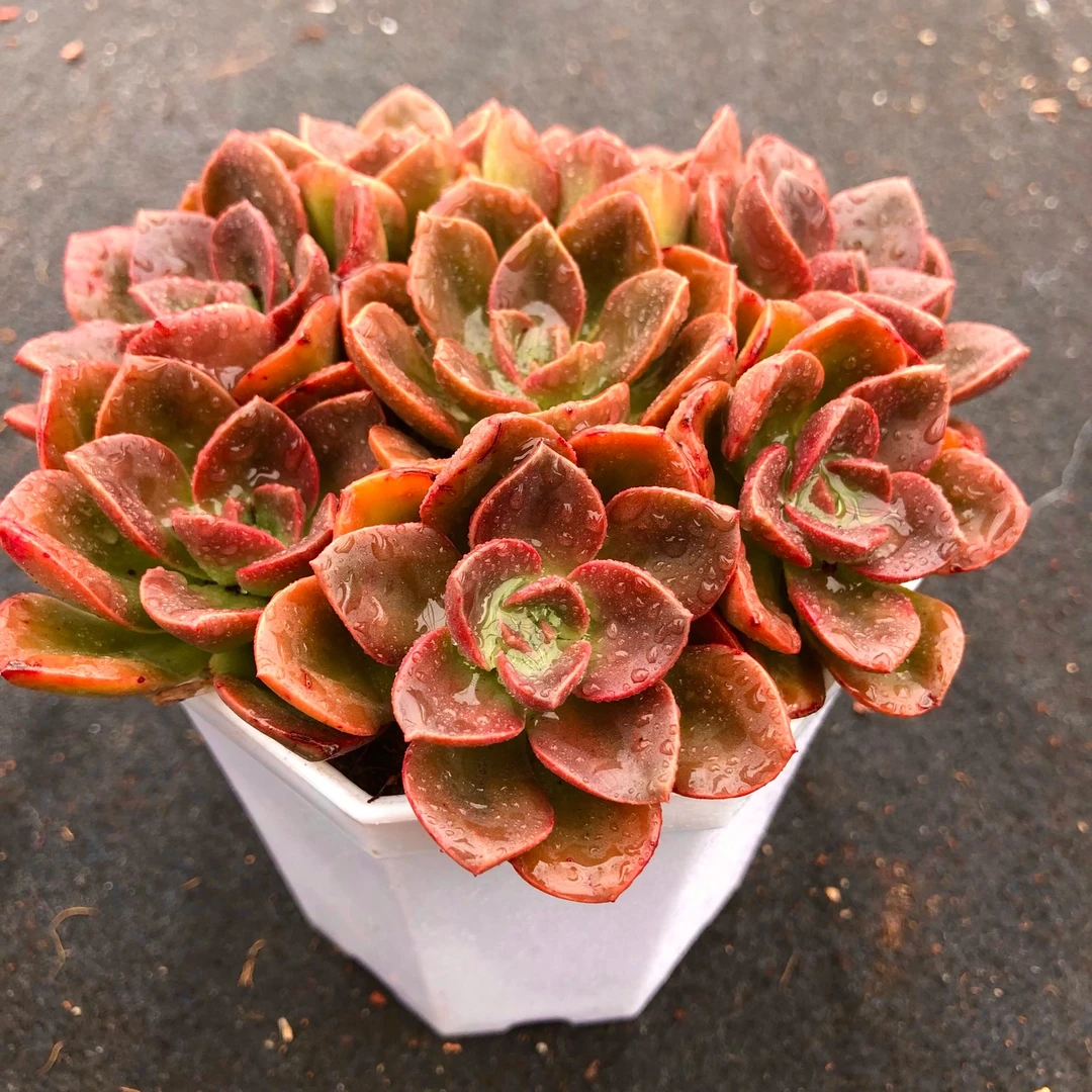 巧克力八颗送八角盆送土 手捧花效果 好养