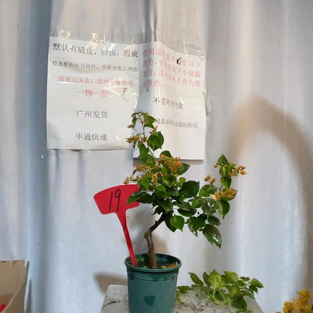 当前无花栽培后可以开花19重瓣橙桩