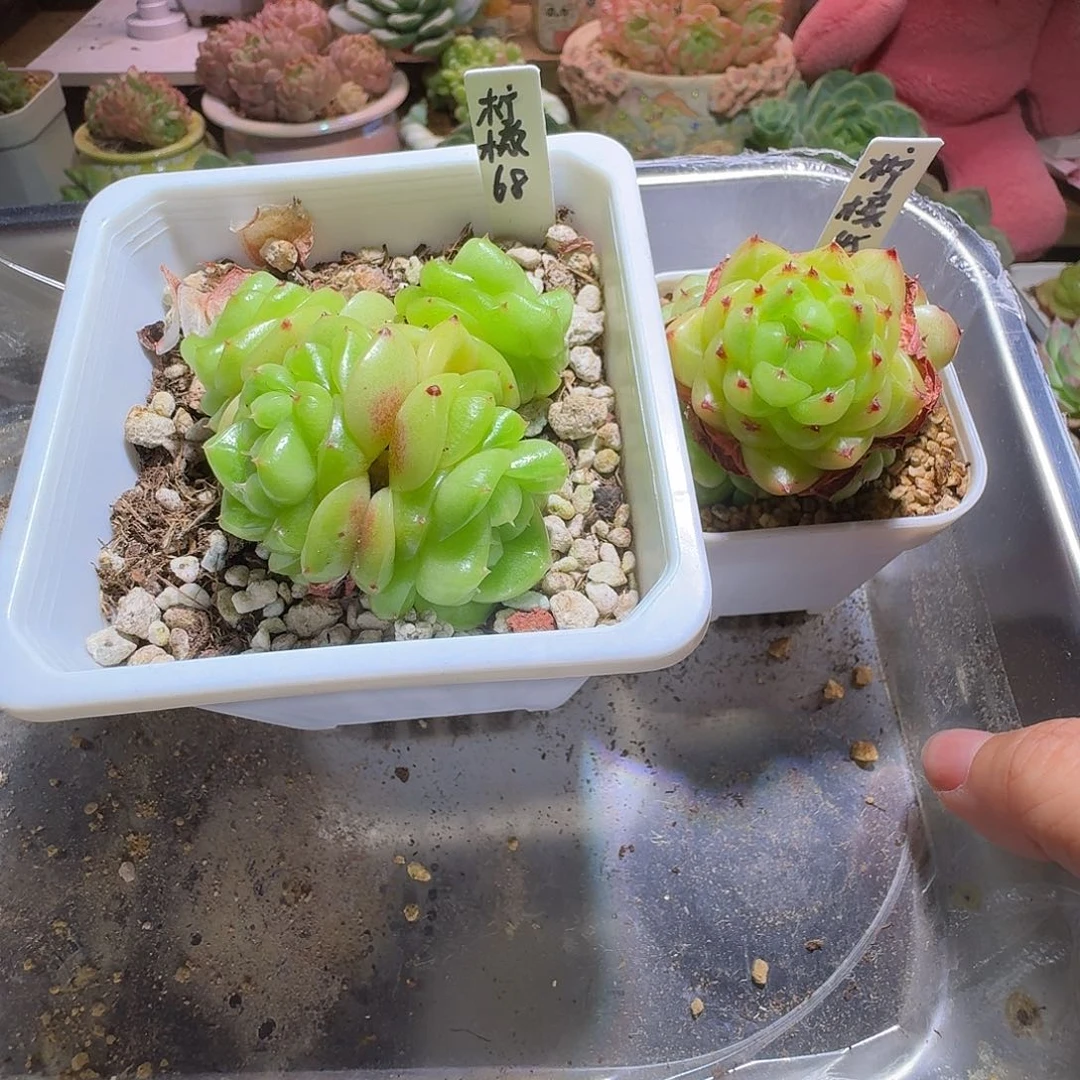 L***ෆLy专拍哈哈哈哈哈哈